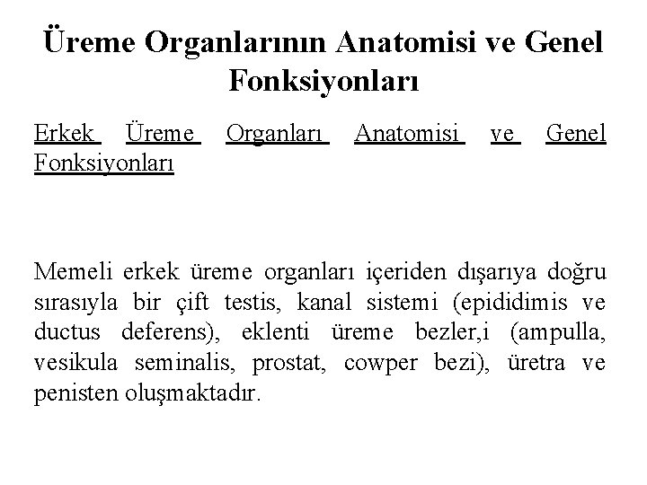 Üreme Organlarının Anatomisi ve Genel Fonksiyonları Erkek Üreme Fonksiyonları Organları Anatomisi ve Genel Memeli