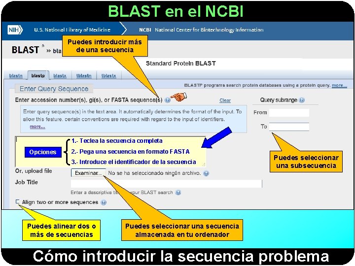 BLAST en el NCBI Puedes introducir más de una secuencia 1. - Teclea la