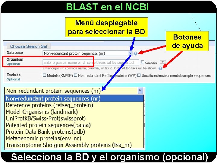 BLAST en el NCBI Menú desplegable para seleccionar la BD Botones de ayuda Selecciona