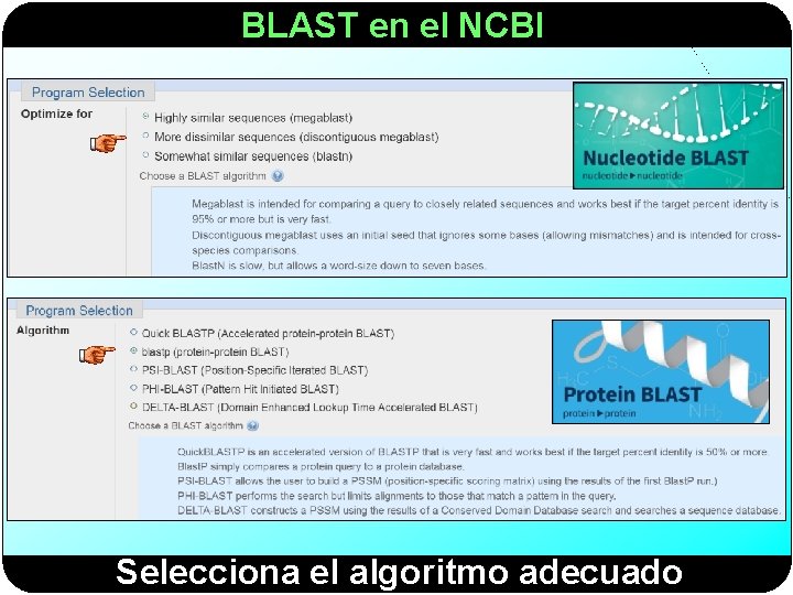 BLAST en el NCBI Selecciona el algoritmo adecuado 