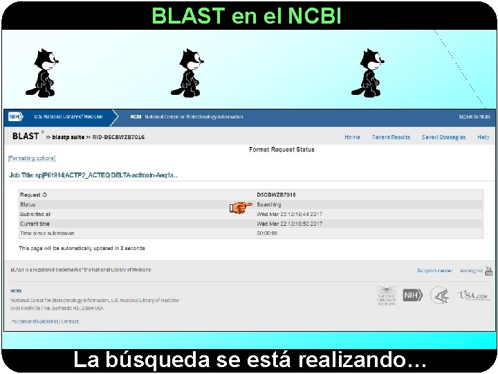 BLAST en el NCBI La búsqueda se está realizando… 