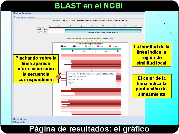 BLAST en el NCBI Pinchando sobre la línea aparece información sobre la secuencia correspondiente