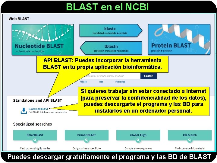 BLAST en el NCBI API BLAST: Puedes incorporar la herramienta BLAST en tu propia