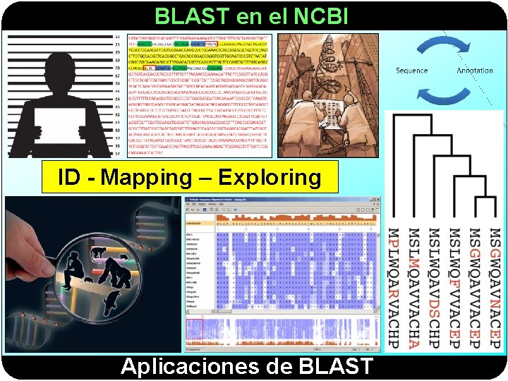 BLAST en el NCBI ID - Mapping – Exploring Aplicaciones de BLAST 