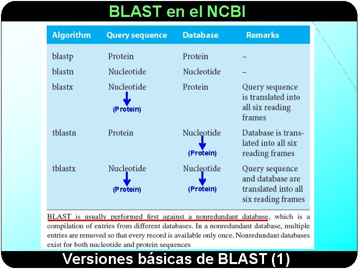 BLAST en el NCBI (Protein) Versiones básicas de BLAST (1) 