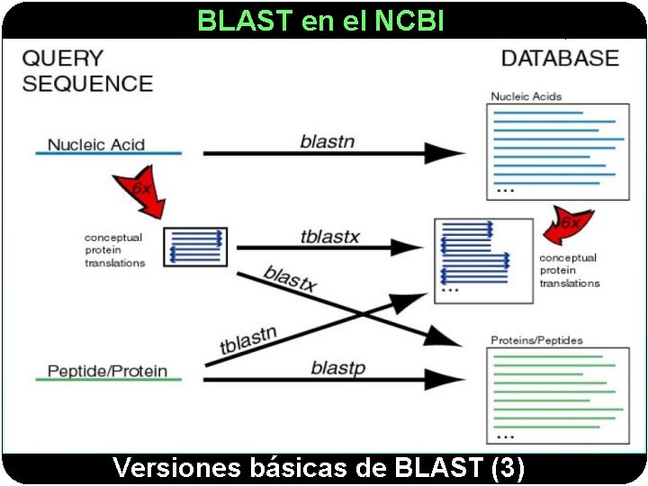BLAST en el NCBI Versiones básicas de BLAST (3) 