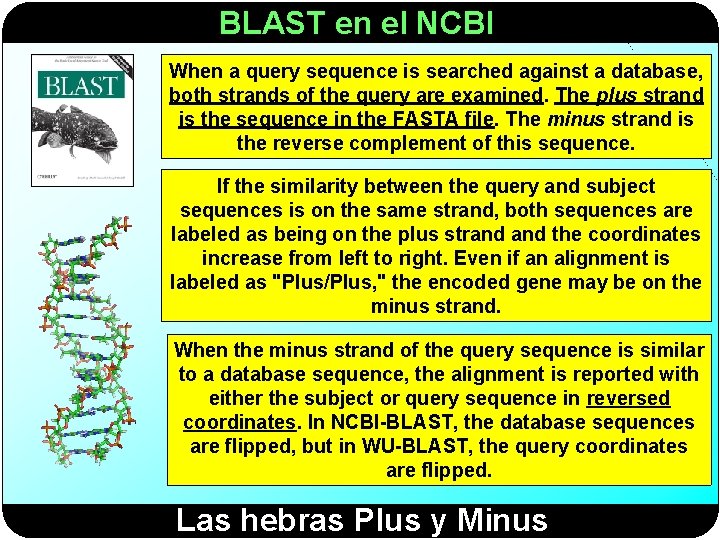 BLAST en el NCBI When a query sequence is searched against a database, both