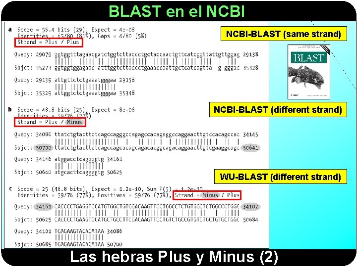 BLAST en el NCBI-BLAST (same strand) NCBI-BLAST (different strand) WU-BLAST (different strand) Las hebras