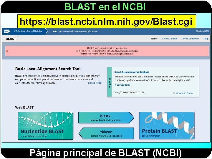 BLAST en el NCBI https: //blast. ncbi. nlm. nih. gov/Blast. cgi Página principal de