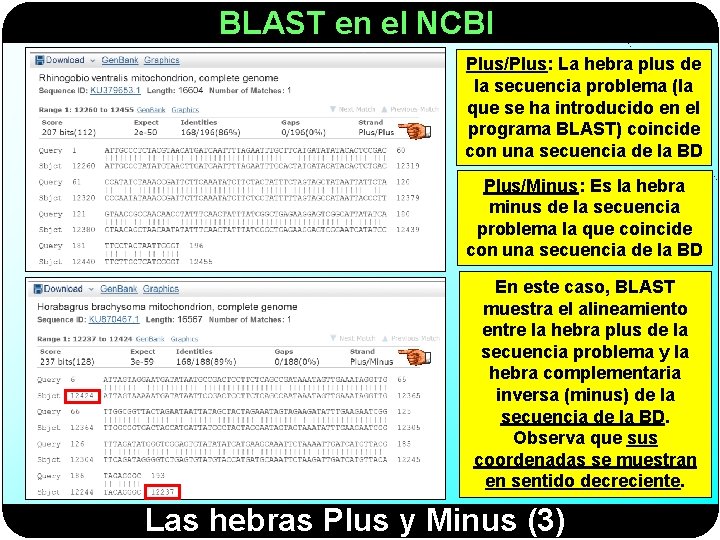 BLAST en el NCBI Plus/Plus: La hebra plus de la secuencia problema (la que