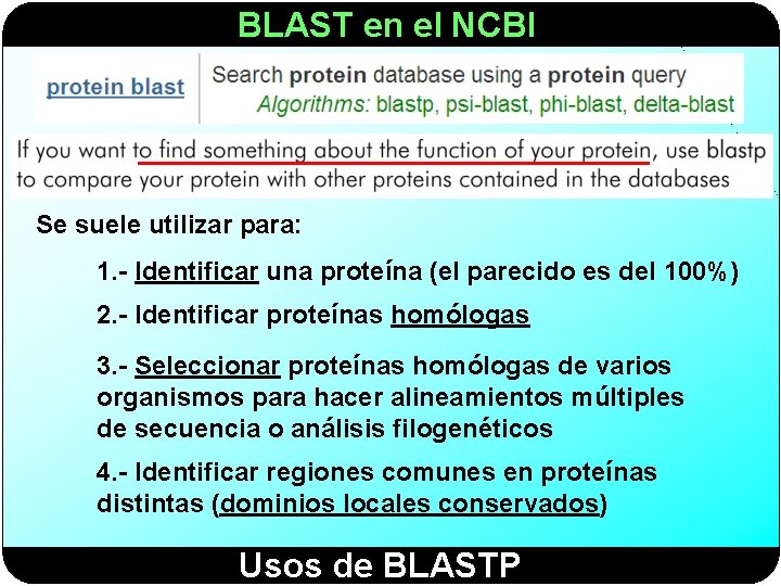 BLAST en el NCBI Se suele utilizar para: 1. - Identificar una proteína (el