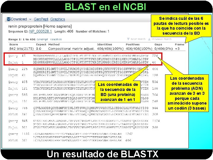 BLAST en el NCBI Se indica cuál de las 6 pautas de lectura posible