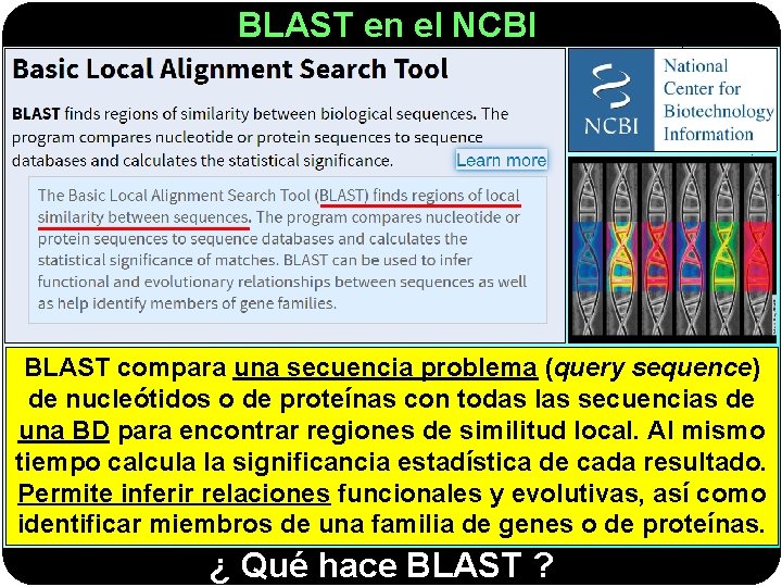BLAST en el NCBI BLAST compara una secuencia problema (query sequence) de nucleótidos o