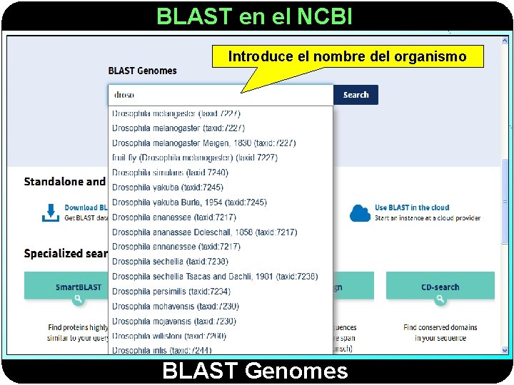 BLAST en el NCBI Introduce el nombre del organismo BLAST Genomes 