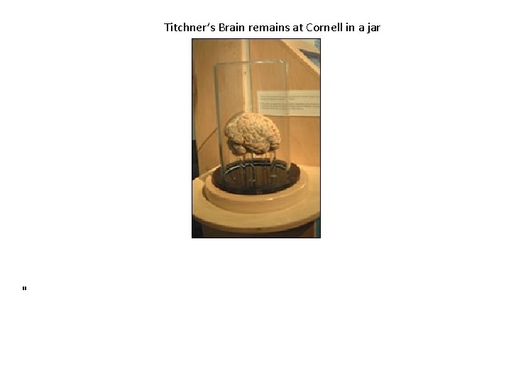 Titchner’s Brain remains at Cornell in a jar " 