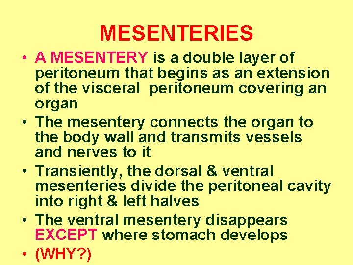 MESENTERIES • A MESENTERY is a double layer of peritoneum that begins as an