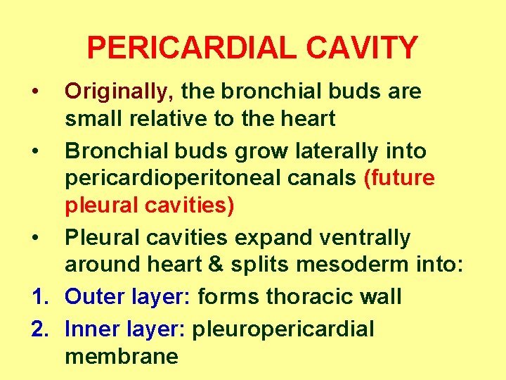 PERICARDIAL CAVITY • Originally, the bronchial buds are small relative to the heart •