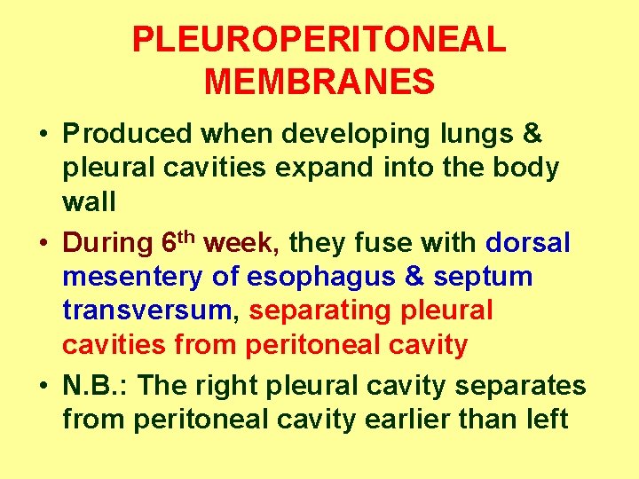 PLEUROPERITONEAL MEMBRANES • Produced when developing lungs & pleural cavities expand into the body