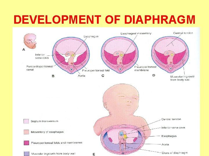 DEVELOPMENT OF DIAPHRAGM 