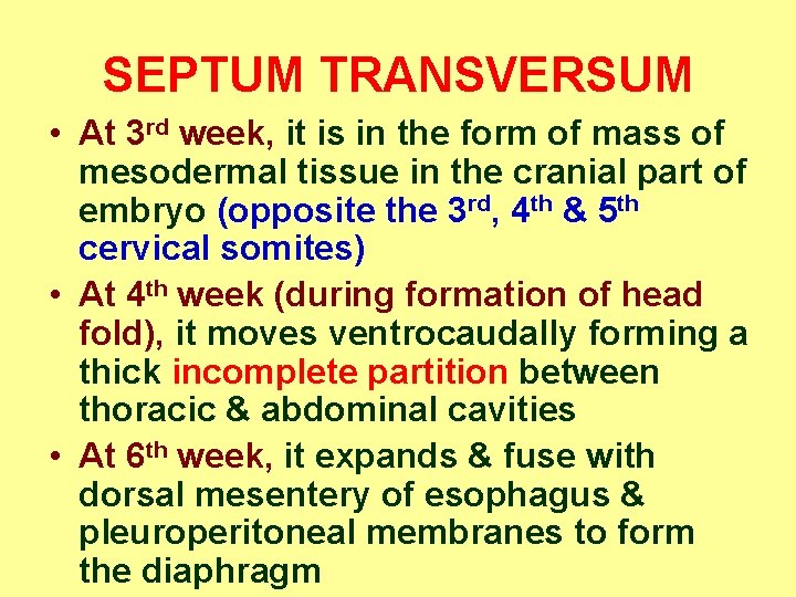 SEPTUM TRANSVERSUM • At 3 rd week, it is in the form of mass