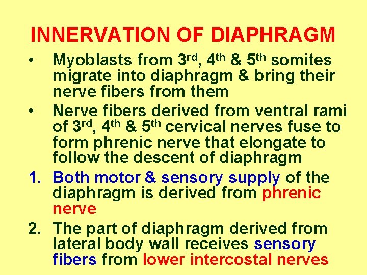 INNERVATION OF DIAPHRAGM • Myoblasts from 3 rd, 4 th & 5 th somites