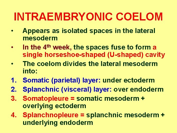 INTRAEMBRYONIC COELOM • • • 1. 2. 3. 4. Appears as isolated spaces in