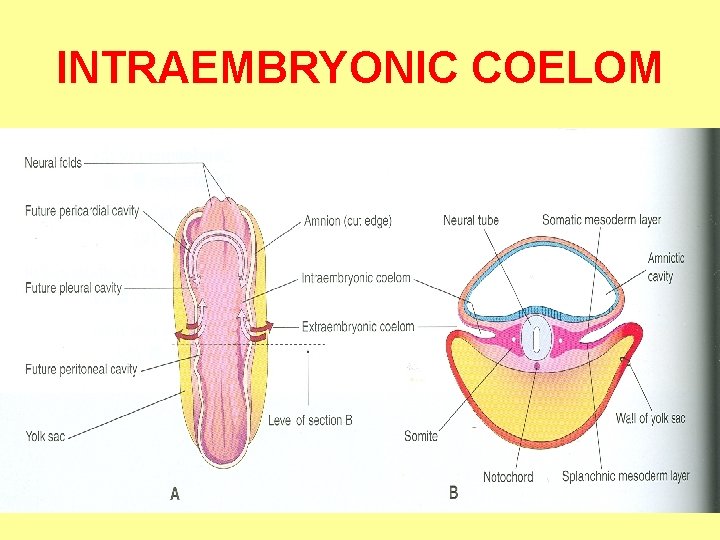 INTRAEMBRYONIC COELOM 
