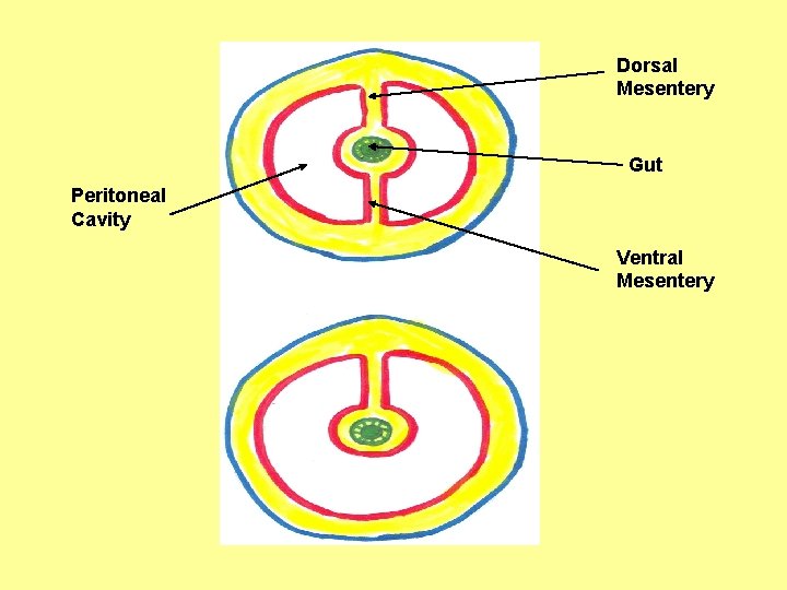 Dorsal Mesentery Gut Peritoneal Cavity Ventral Mesentery 