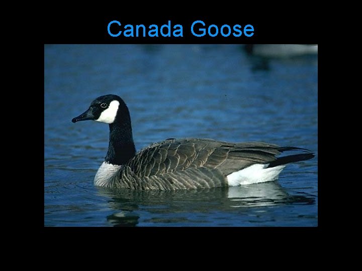 Canada Goose 