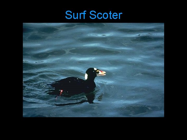 Surf Scoter 