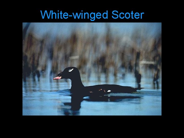 White-winged Scoter 