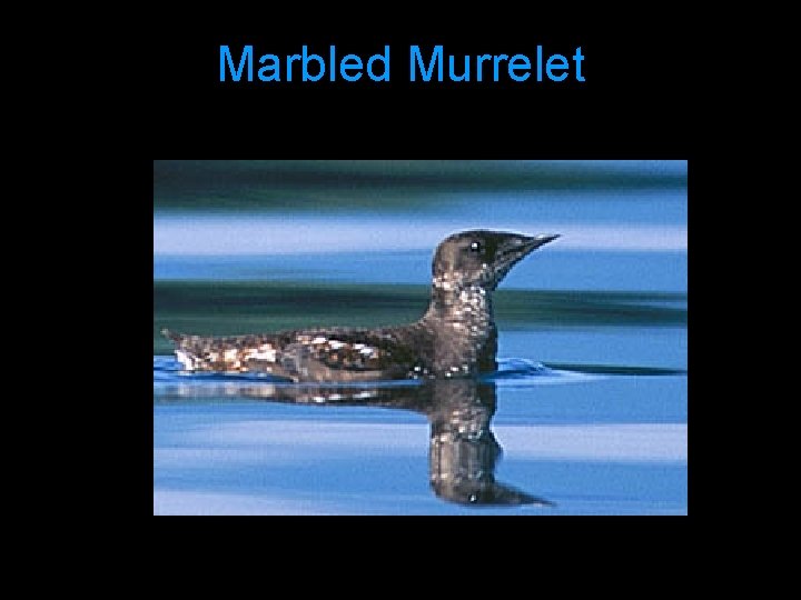 Marbled Murrelet 