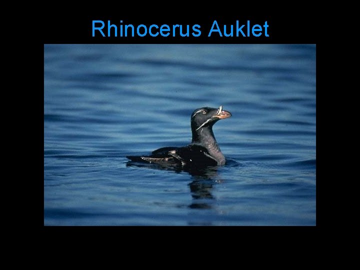 Rhinocerus Auklet 