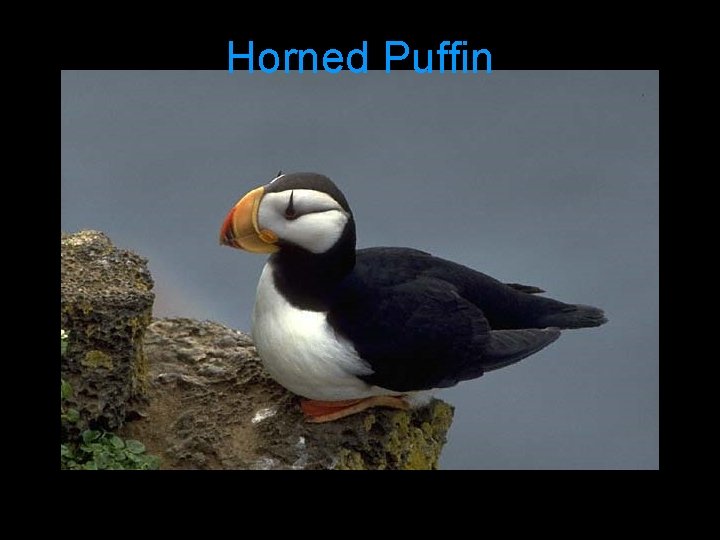 Horned Puffin 