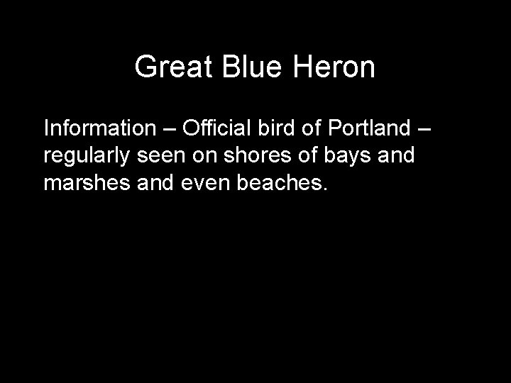 Great Blue Heron Information – Official bird of Portland – regularly seen on shores