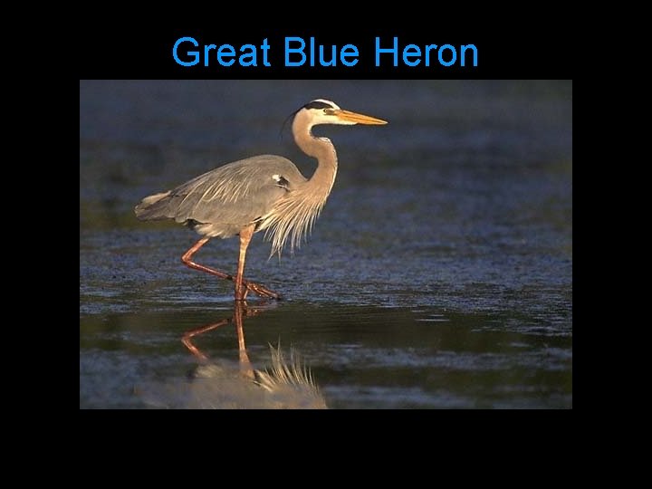 Great Blue Heron 