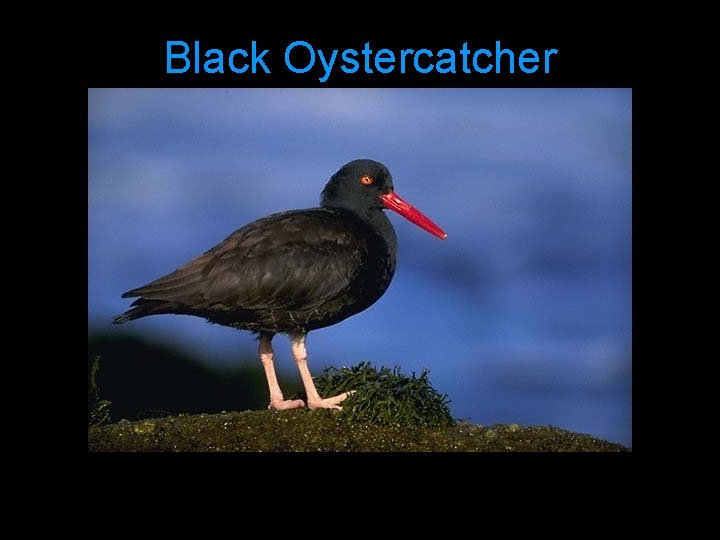 Black Oystercatcher 