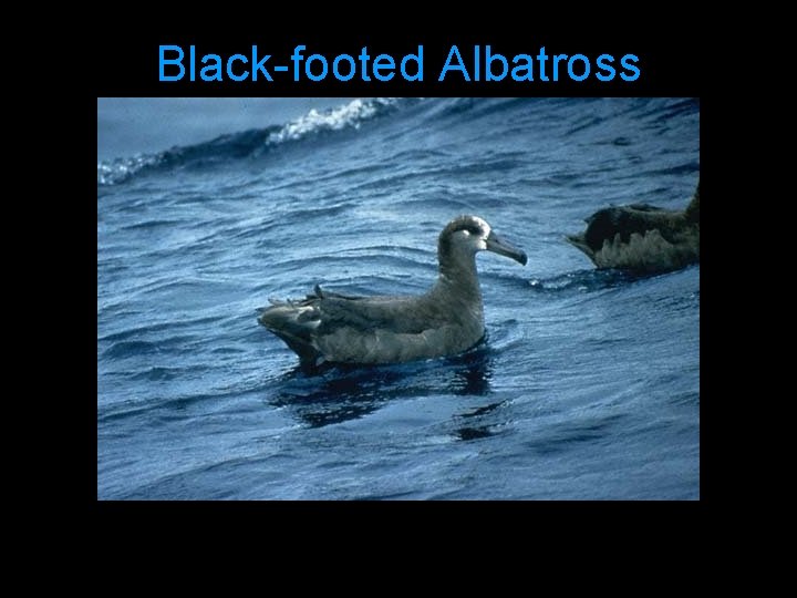 Black-footed Albatross 