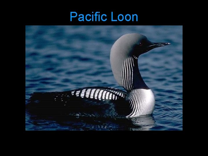Pacific Loon 