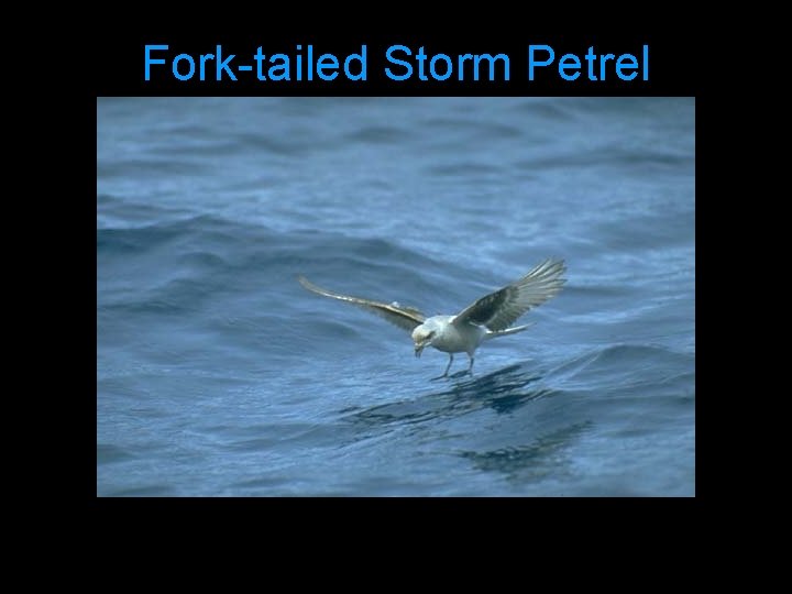 Fork-tailed Storm Petrel 