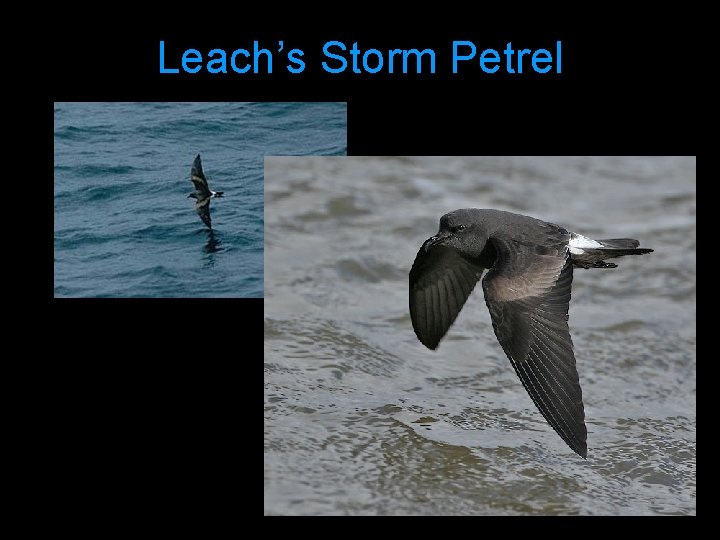 Leach’s Storm Petrel 