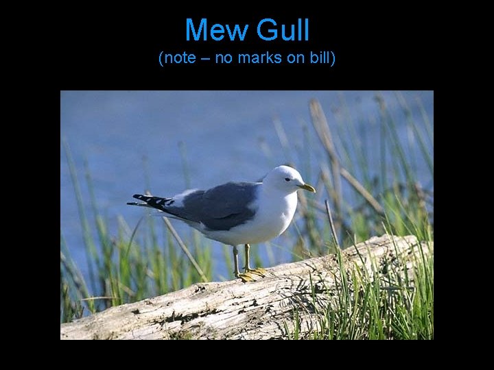 Mew Gull (note – no marks on bill) 