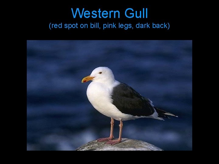 Western Gull (red spot on bill, pink legs, dark back) 