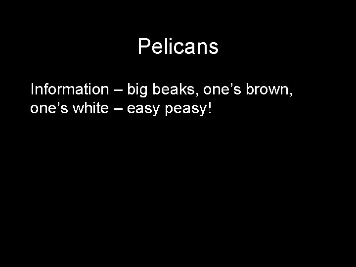 Pelicans Information – big beaks, one’s brown, one’s white – easy peasy! 