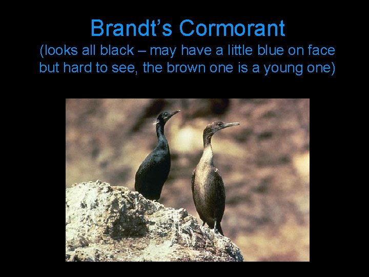 Brandt’s Cormorant (looks all black – may have a little blue on face but