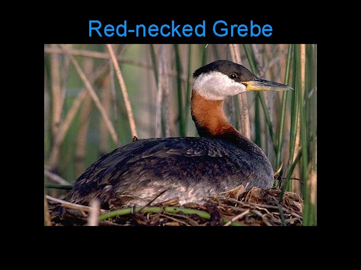 Red-necked Grebe 