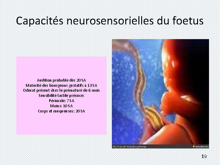 Capacités neurosensorielles du foetus Audition probable dès 20 SA Maturité des bourgeons gustatifs à