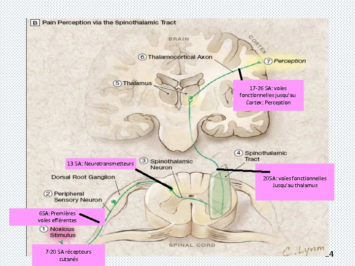 j 17 -26 SA: voies fonctionnelles jusqu’au Cortex: Perception 13 SA: Neurotransmetteurs 20 SA: