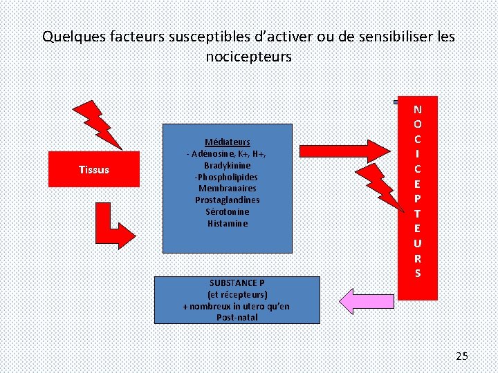 Quelques facteurs susceptibles d’activer ou de sensibiliser les nocicepteurs Tissus Médiateurs - Adénosine, K+,
