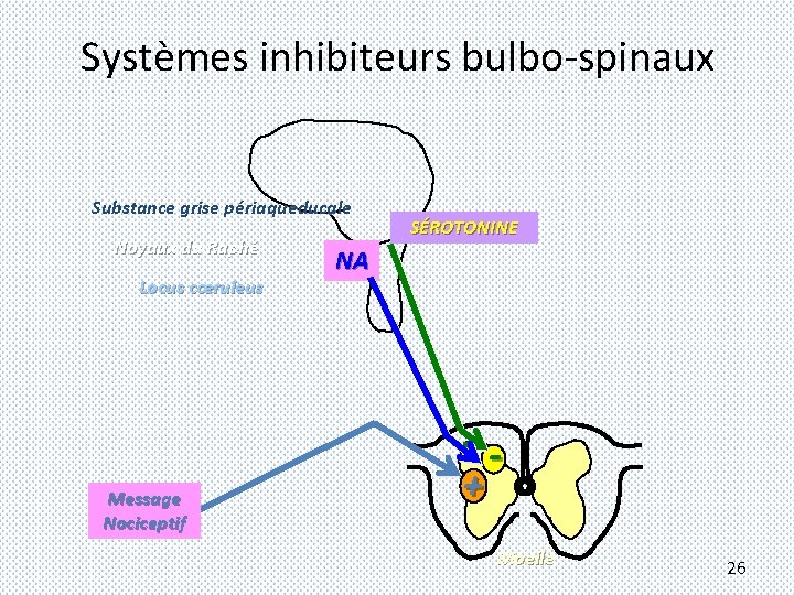 Systèmes inhibiteurs bulbo-spinaux Substance grise périaqueducale Noyaux du Raphé Locus cœruleus Message Nociceptif SÉROTONINE